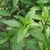 Chá do caminho verde - Menta (Mentha arvensis) - 15gr na internet