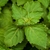 Chá do caminho verde - Patchouli (Pogostemon clabin) - 15gr - Celina Zancanaro Perfumaria Botânica