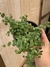 Peperomia prostrata