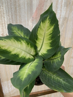 Marianita Galatea Dieffenbachia