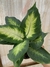 Marianita Galatea Dieffenbachia