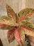 Aglaonema rosa en internet