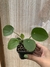 Pilea Peperomioides - comprar en línea