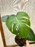 Monstera deliciosa - Del Cielo Plantas y Macetas