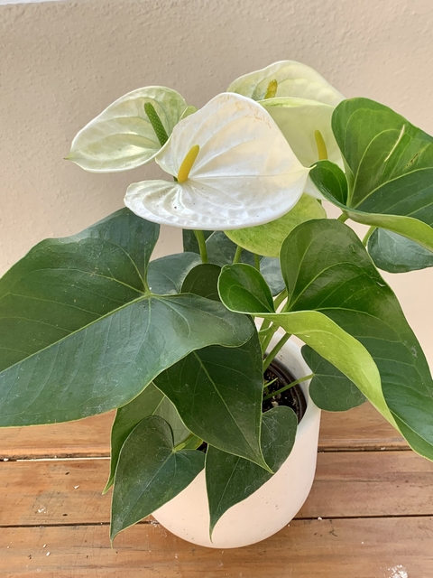 Anturio blanco en maceta