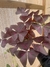Oxalis Triangularis