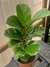 Ficus Pandurata