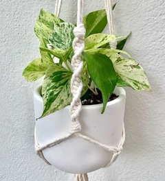 Julieta marble queen/ Pothos marble queen - comprar en línea