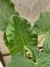 Hoja Elegante