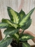 Marianita Galatea Dieffenbachia - comprar en línea