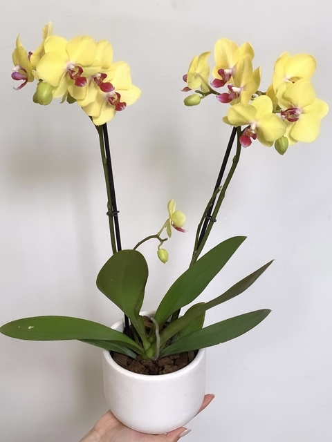 Orquídea en Maceta