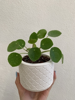 Pilea Peperomioides
