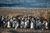 PUERTO MADRYN CLÁSICO - AGOSTO