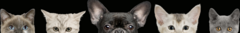 Banner da categoria Pet
