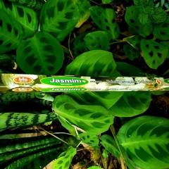 Incenso Jasmim - Bic Brand - loja online