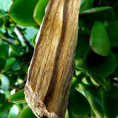Palo Santo in Natura - Rituale 