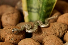 Pingente Snake - Flor de Lis Joalheria Artesanal