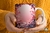 3D MARIPOSA ROSA 1777 en internet
