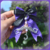 Purple Mystery en internet