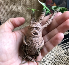 Mandragora bebê artesanal Harry Potter - comprar online