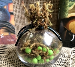 Ovos de Sapo decorativo - Halloween - A.R.O. Itens Mágicos