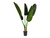 Planta Strelitzia - comprar online