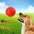 Bola mastigável para cães na internet