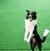 Bola mastigável para cães na internet