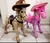 CABALLO BRONKO