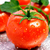 Imagem do Molho De Tomate Stella D`oro Tradicional Sachet 300g