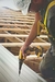 Parafusadeira Drywall 20v 1/4 Dcf622b Sem Bateria Dewalt