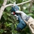 Imagem do Aparador De Poda Pro Pruner 12v Bosch