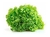 Lechuga Francesa