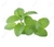 Menta