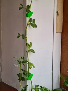 Soporte para plantas . en internet