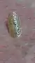 Anillo Lola - Sweet Love Accesorios