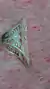 Anillo Lola en internet