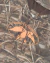 Moletom Canguru Duck Commander - comprar online