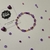 PULSERA VIOLETTA | TINI
