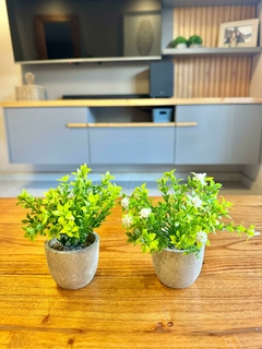Set x2 mini plantitas con macetita de cemento