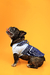 Jardineira Jeans para cães e gatos | Emporium Distripet na internet