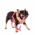 Peitoral Donuts para cães | Emporium Distripet - loja online