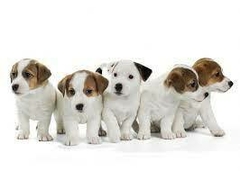 Banner da categoria rações para cães filhotes