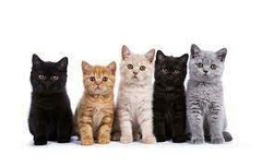 Banner da categoria rações para gatos