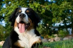 Banner da categoria rações para cães adultos