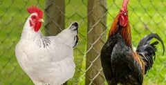Banner da categoria rações para aves