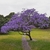 Jacaranda 7lt(160-180cm) - comprar online