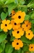 Thunbergia. en internet