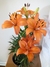 Hemerocallis - comprar online
