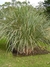 Paspalum 3lt